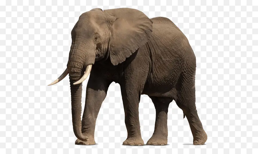 Éléphant De Savane D Afrique，Les éléphants PNG