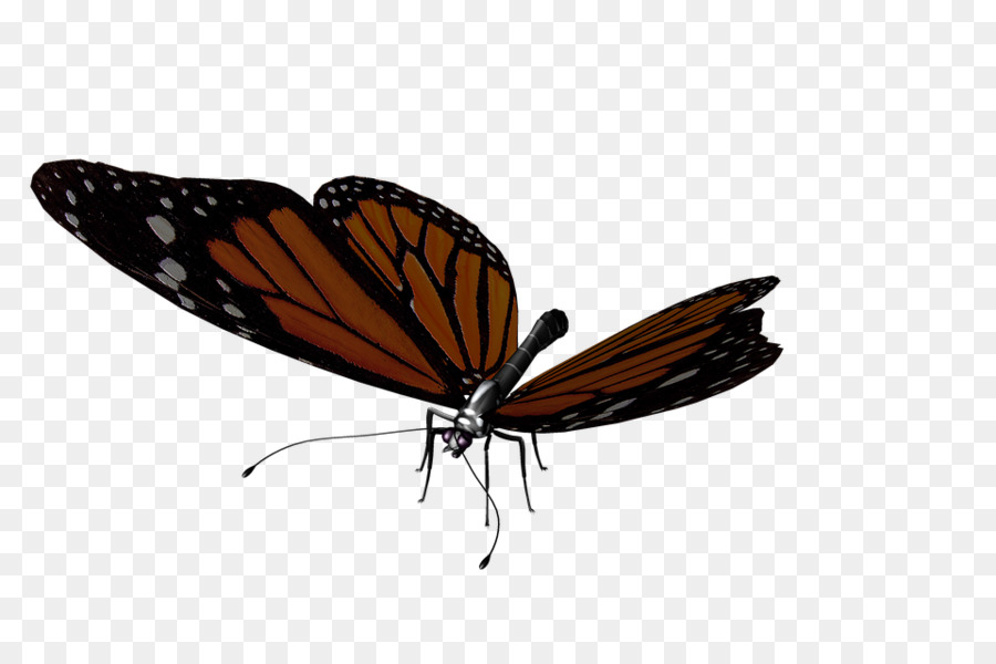 Papillon De Nuit，Papillon PNG