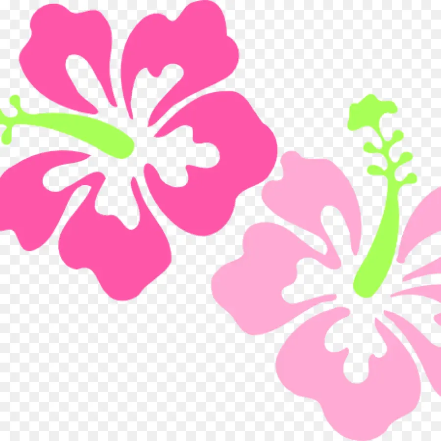 Fleurs D'hibiscus，Rose PNG