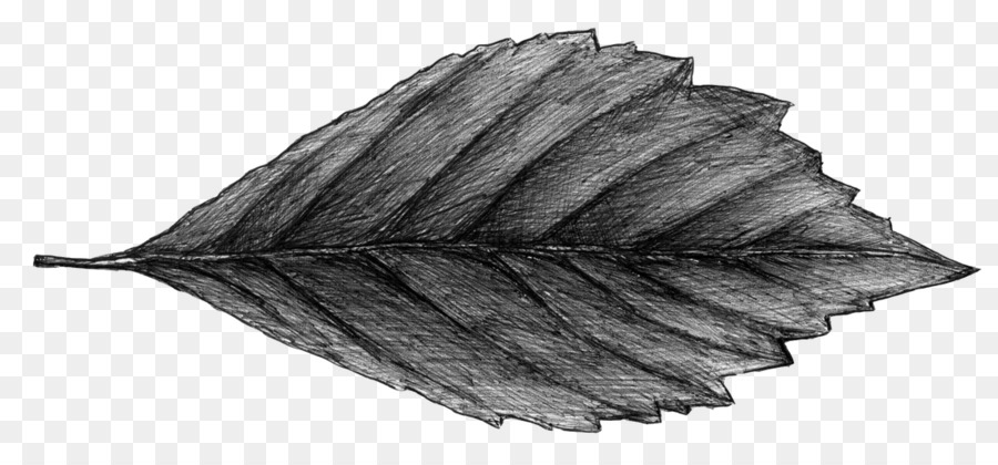 Feuille，Arbre PNG