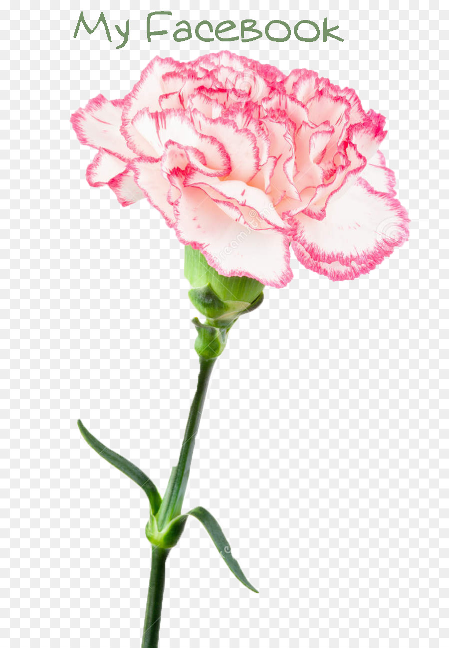 Roses De Jardin，œillet PNG