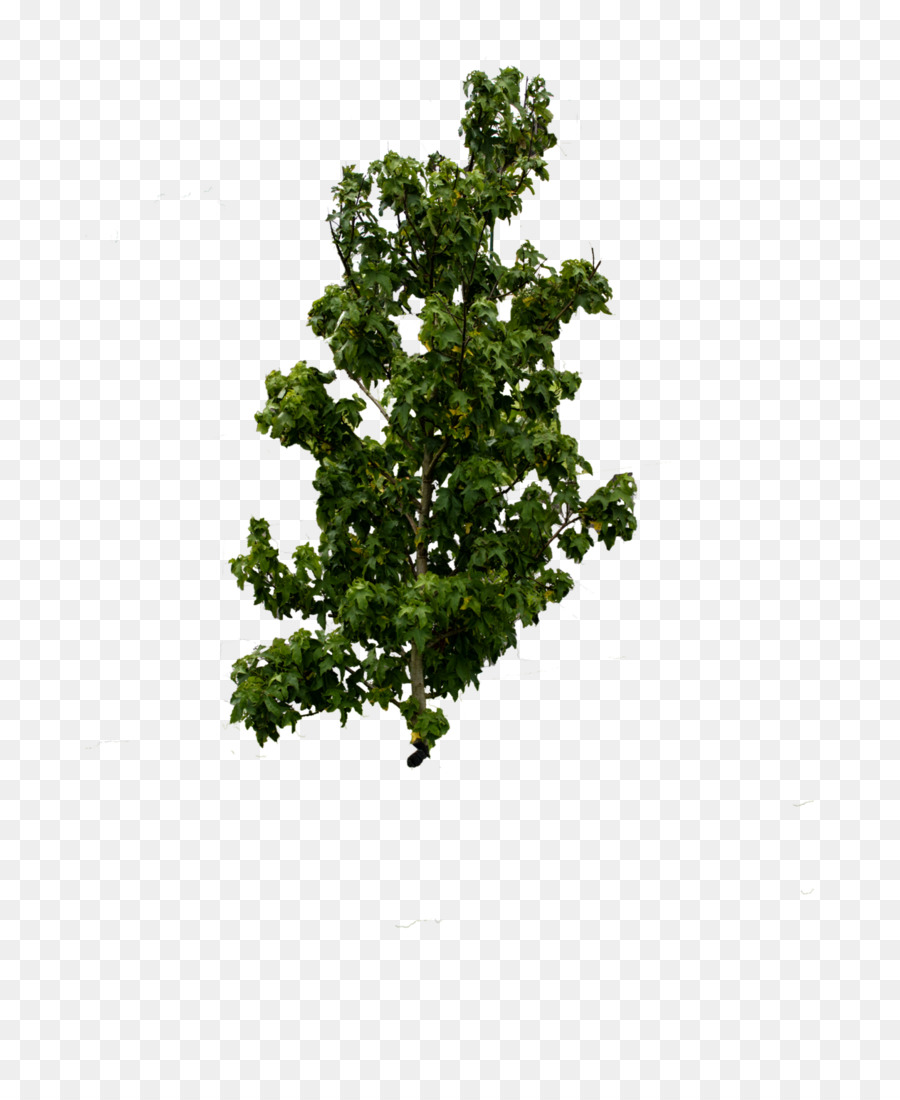 Arbre，Usine PNG