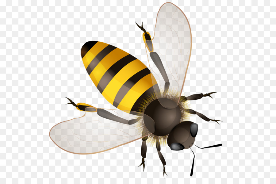 Abeille，Chéri PNG