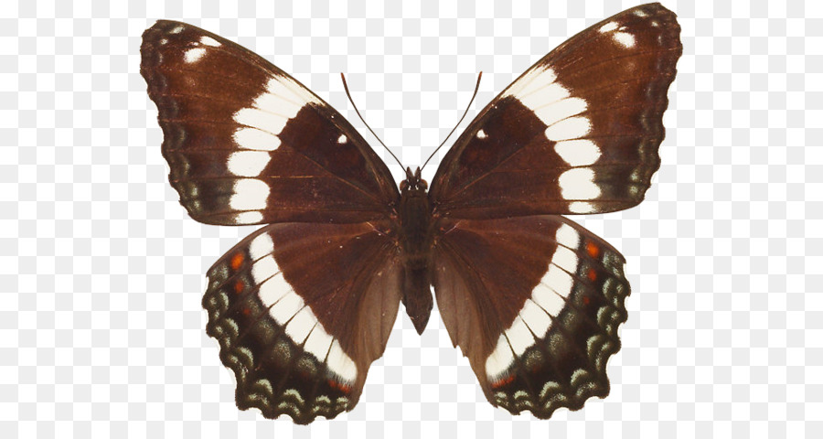 Papillon Noir，Ailes PNG