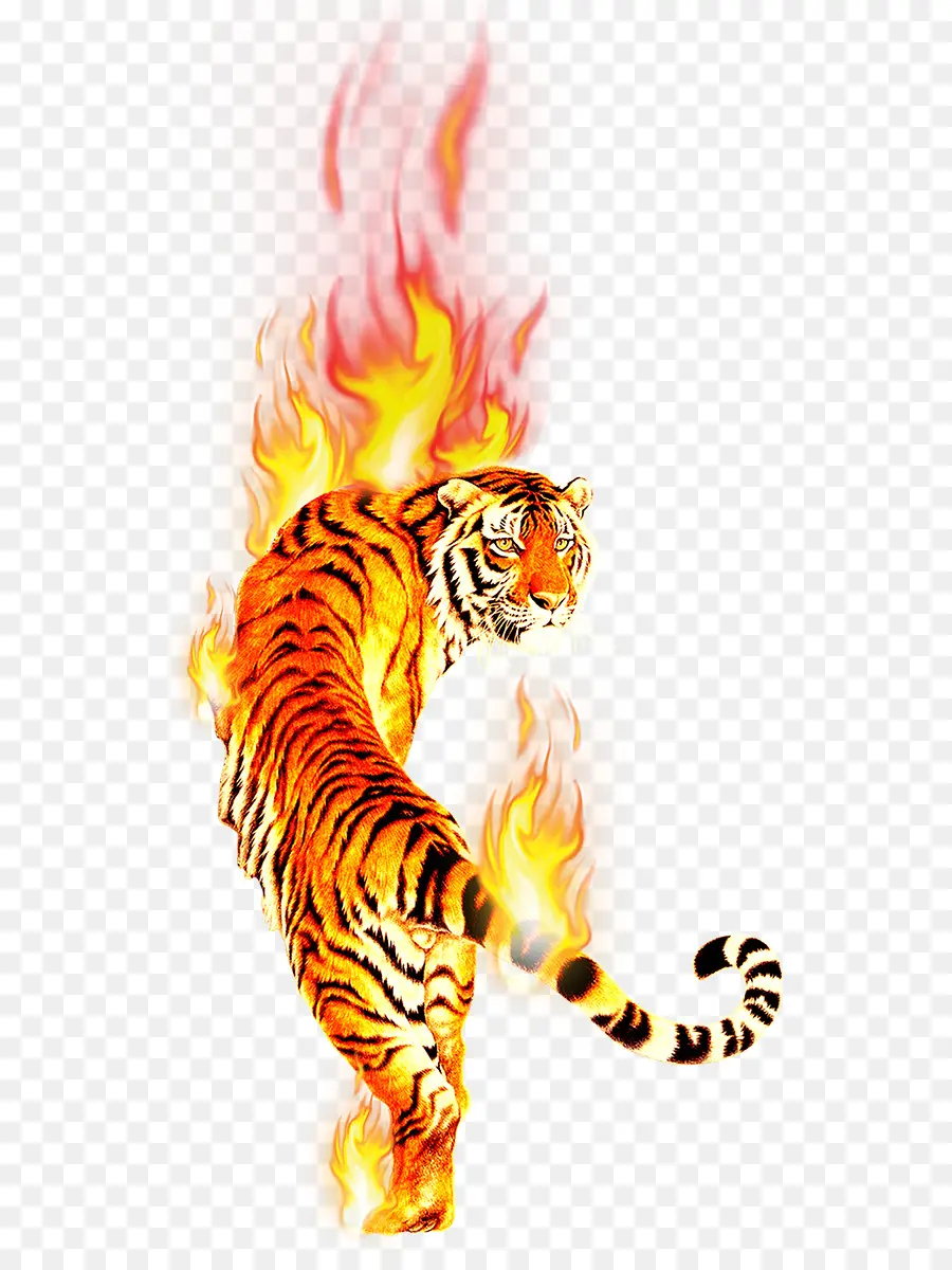 Tigre En Feu，Flammes PNG