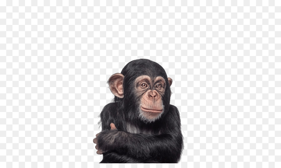 Chimpanze Gorille Des Primates Png Chimpanze Gorille Des Primates Transparentes Png Gratuit