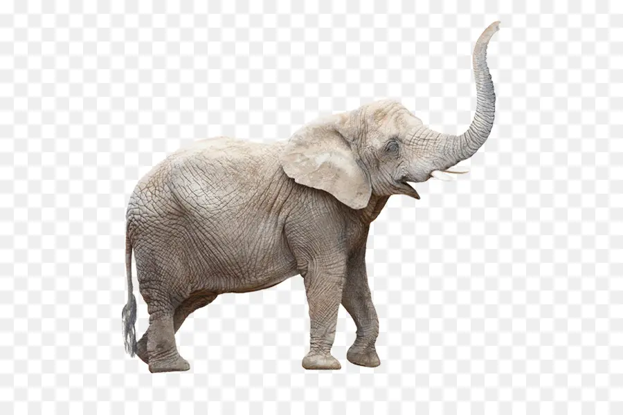éléphant Indien，Éléphant De Savane D Afrique PNG