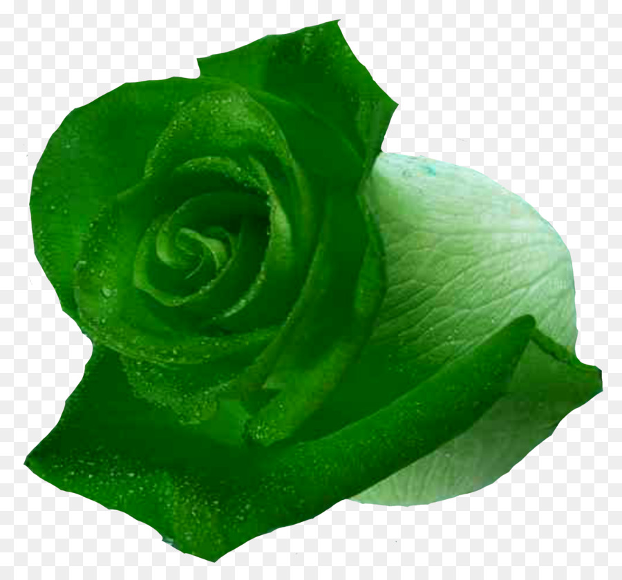 Les Roses De Jardin，Jardin PNG