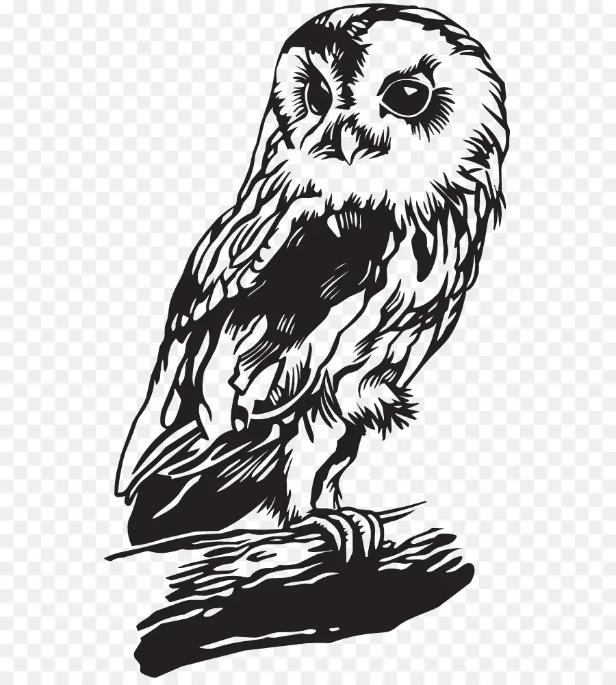 Dessin De Hibou，Oiseau PNG