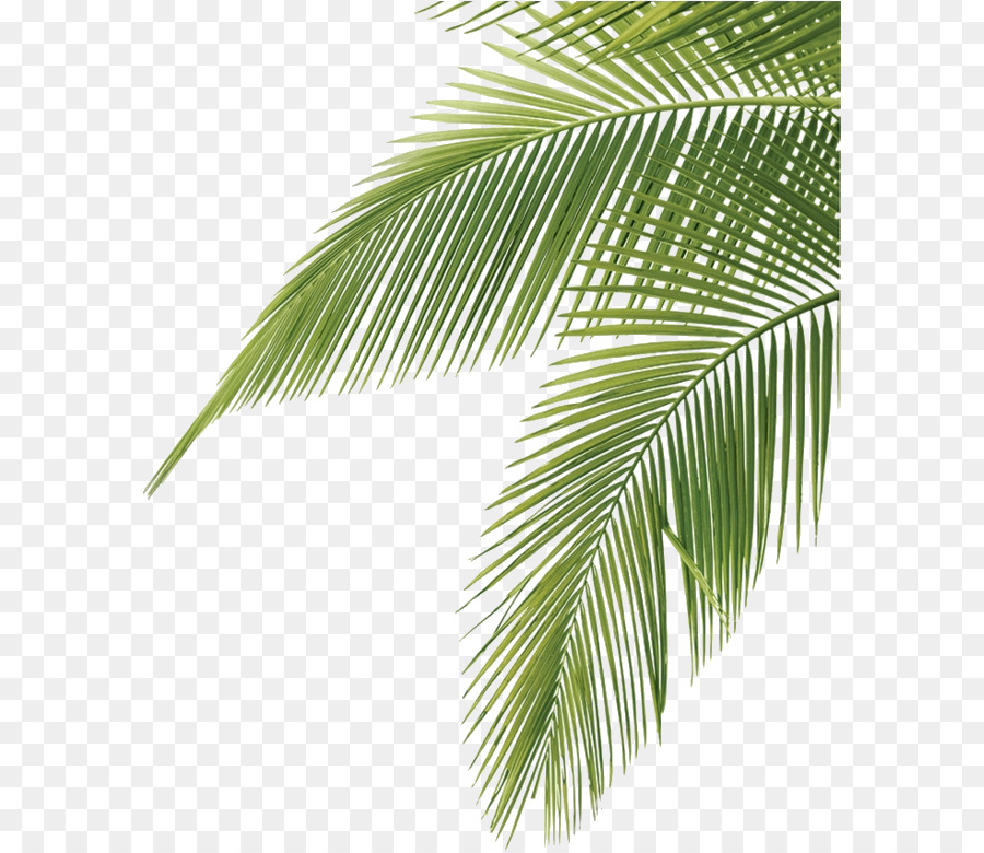 Les Palmiers，La Branche De Palmier PNG