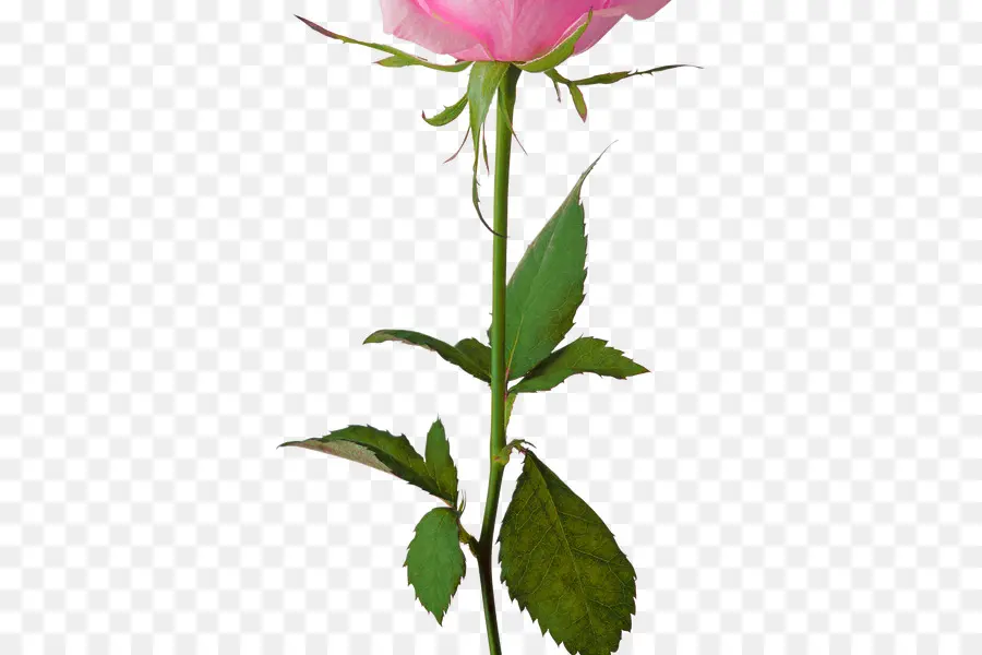 Rose Rouge，Floraison PNG