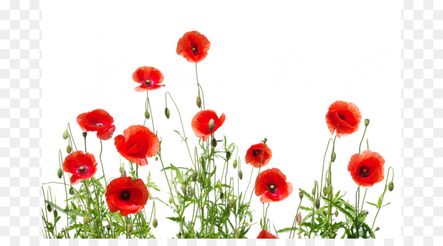 Coquelicots Rouges，Fleurs PNG