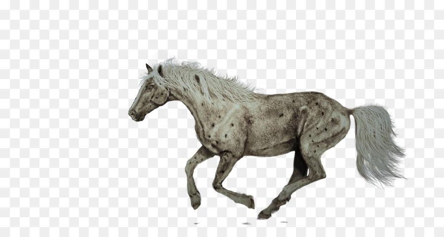 Cheval Américain De Quart，Lipizzan PNG