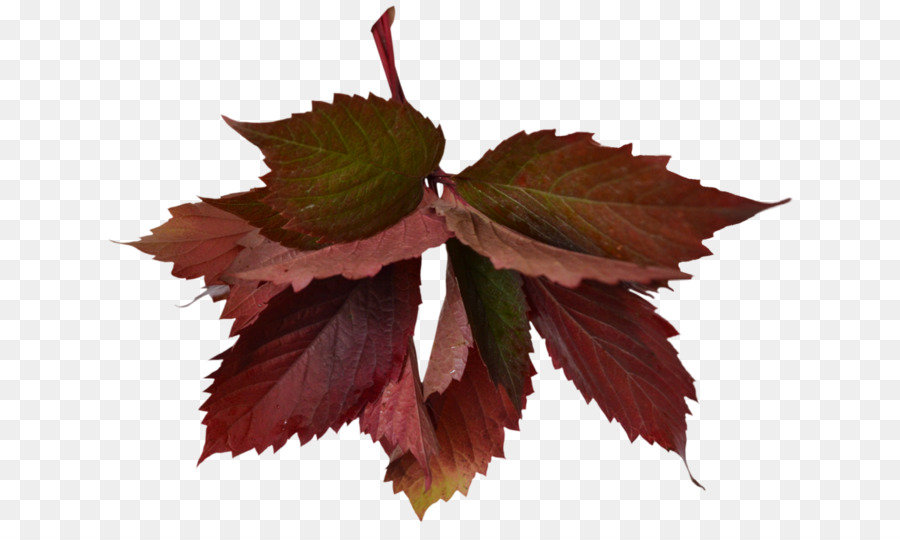 Feuilles Rouges，Automne PNG