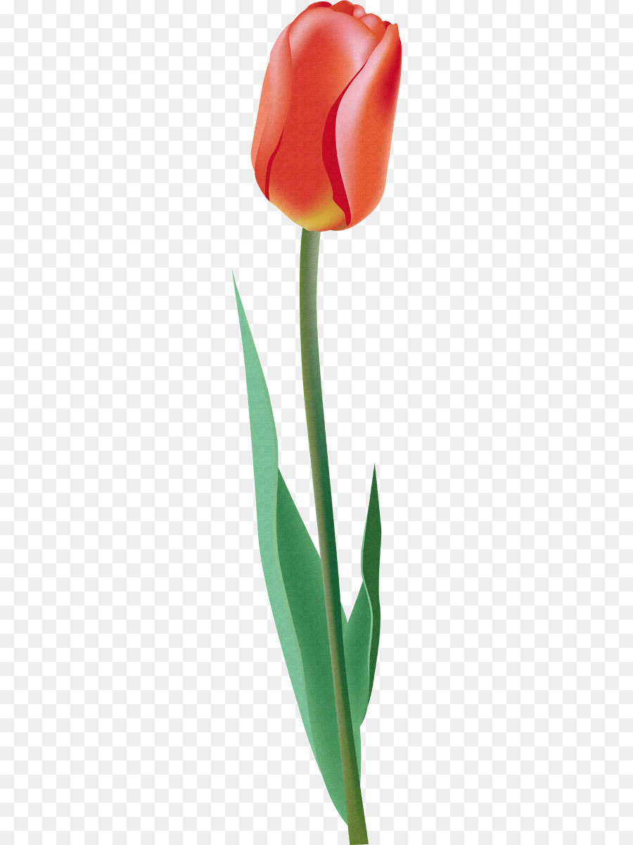 Tulipe Rouge，Tige PNG