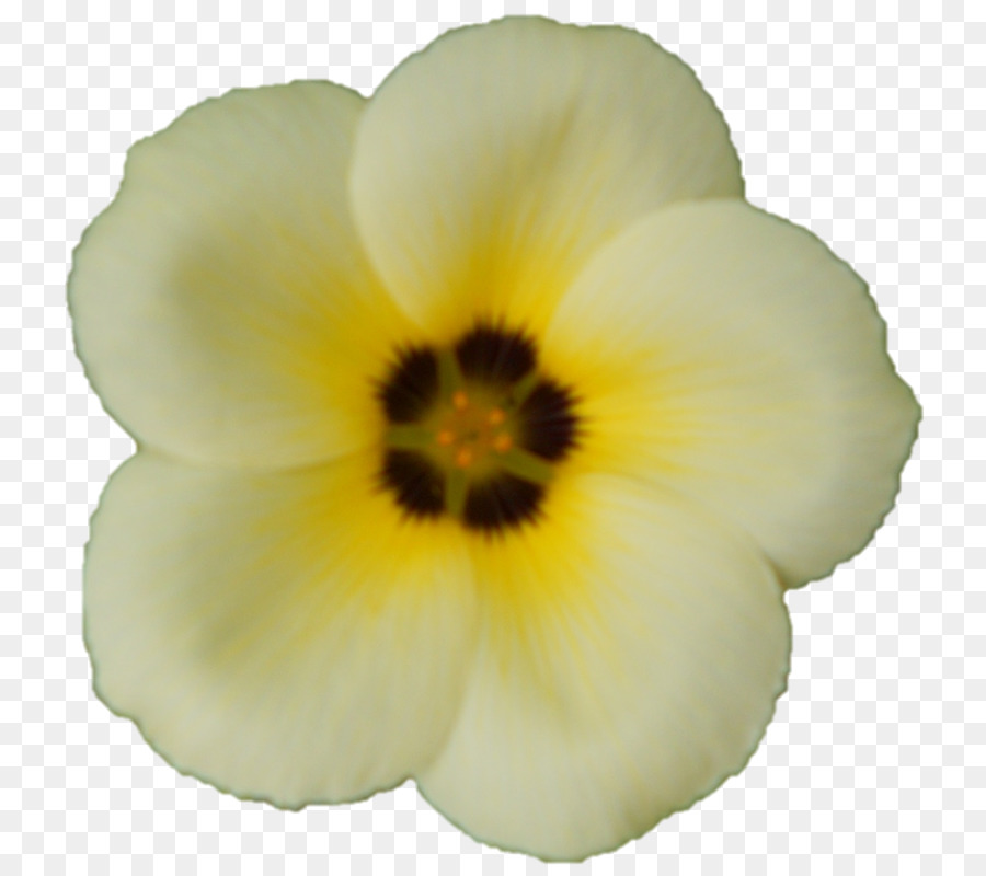 Fleur Blanche，Fleurir PNG