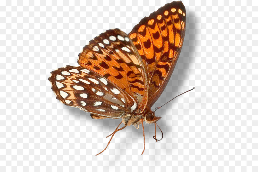 Papillon Monarque，Brushfooted Papillons PNG