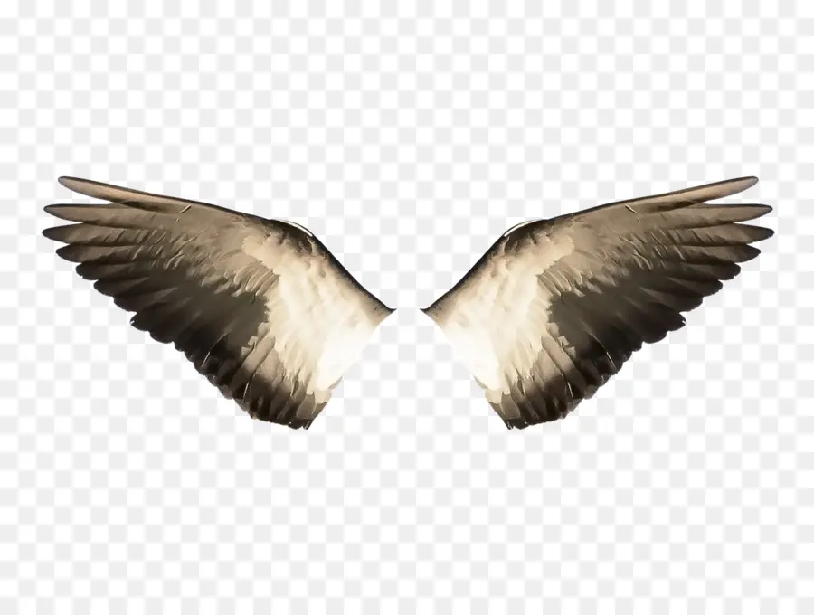 Ailes，Plumes PNG