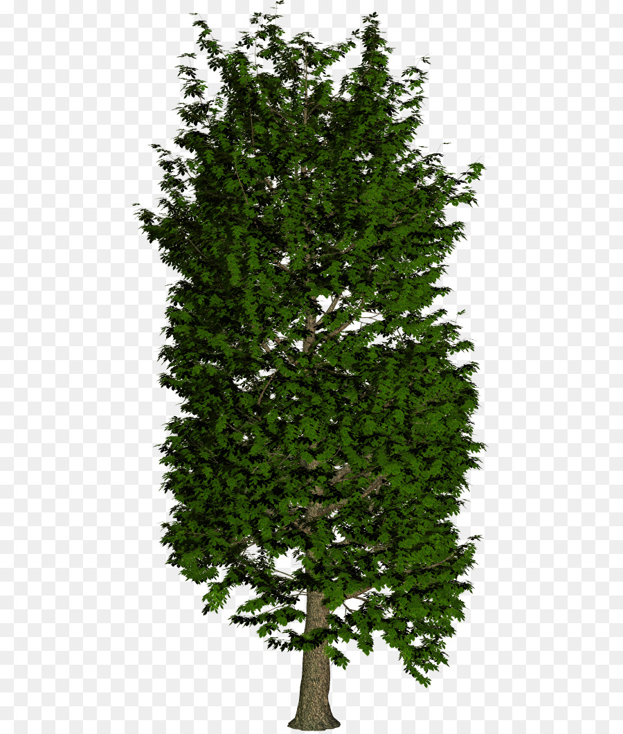 Arbre Vert，Nature PNG