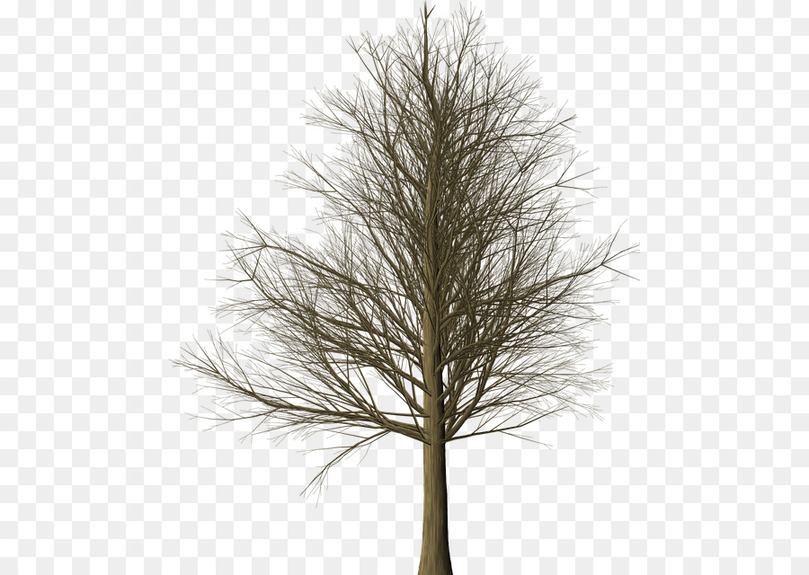 Arbre Nu，Succursales PNG