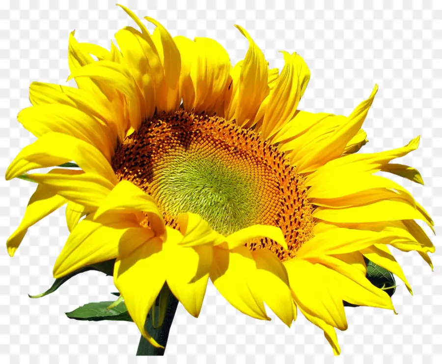 Tournesols Jaunes，Nature PNG