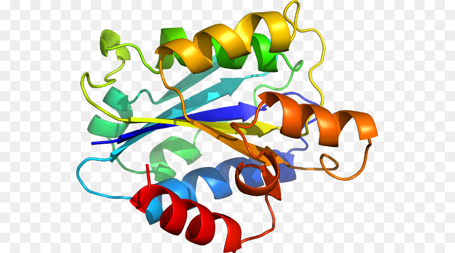 Structure Des Protéines，Molécule PNG