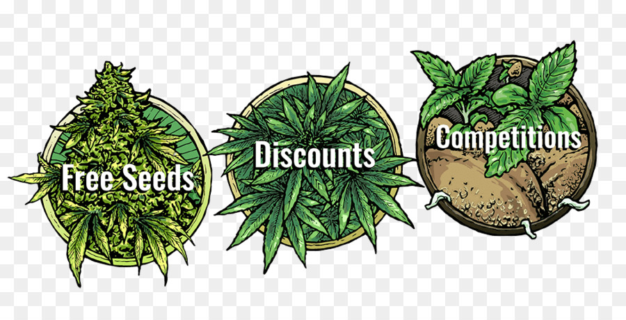 Le Cannabis，420 Jours PNG