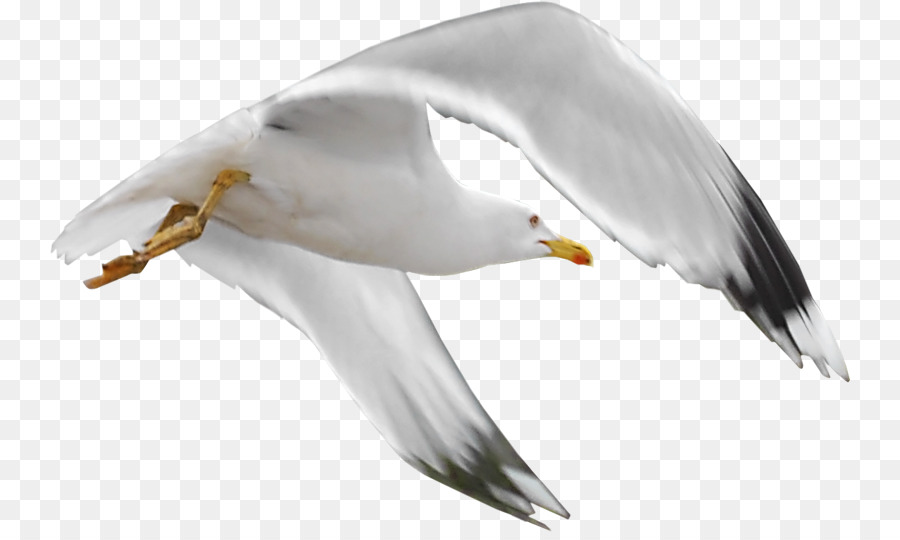 Mouette Volante，Ailes PNG