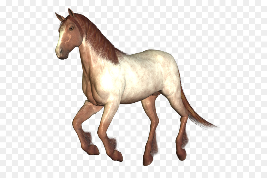 Cheval，équidé PNG