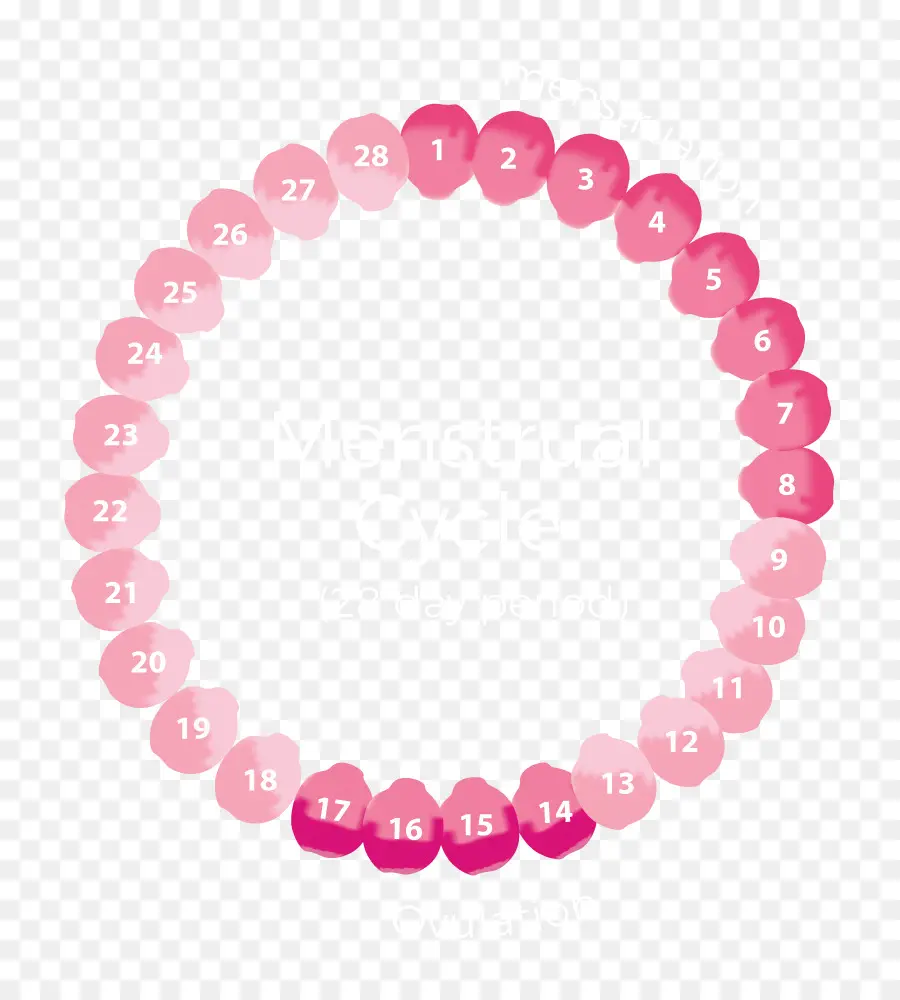 Bracelet De Charme，Cycle Menstruel PNG