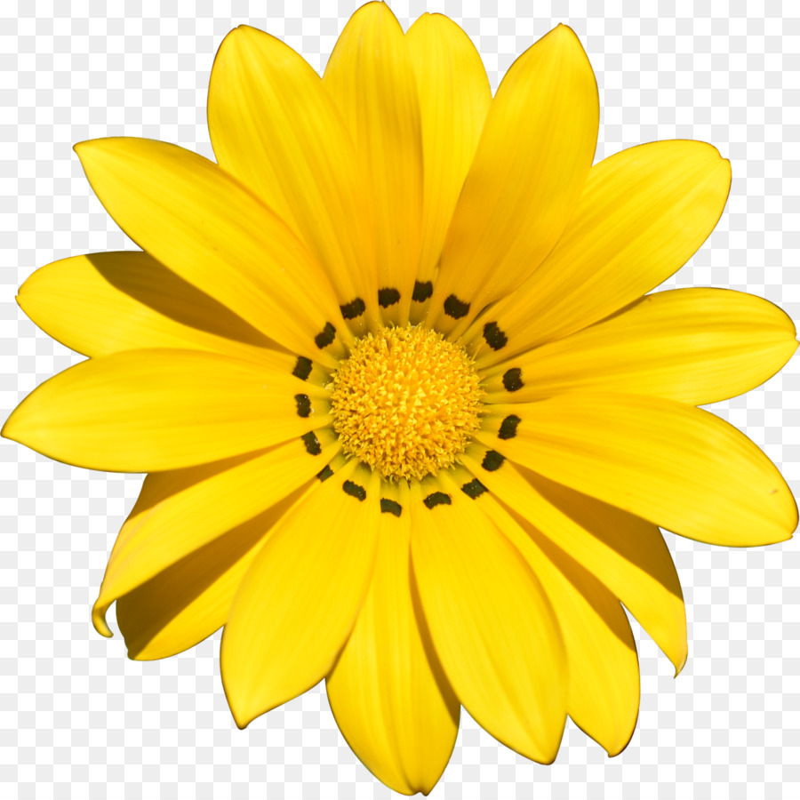 Fleur Jaune，Usine PNG