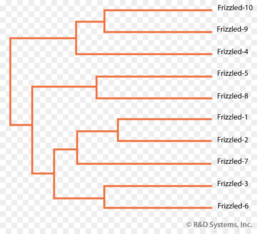 Ligne，Organisation PNG