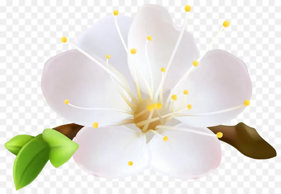 Fleur，Télécharger PNG