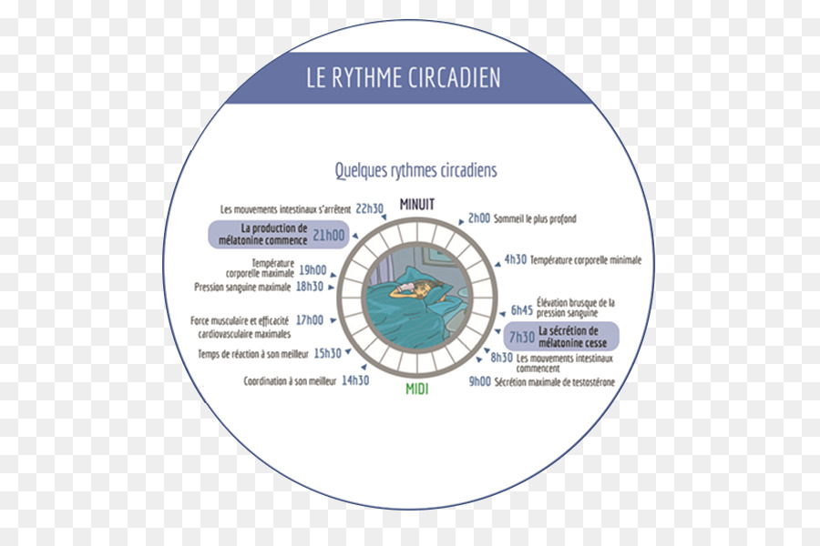 Rythme Circadien，Le Rythme Biologique PNG