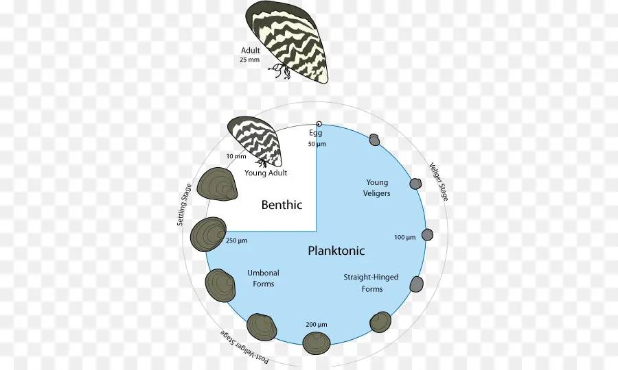 Cycle De Vie De La Moule Zébrée，Cycle De Vie PNG