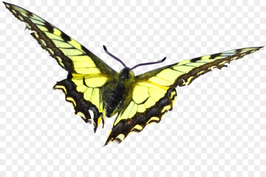 Papillon，L Amour PNG