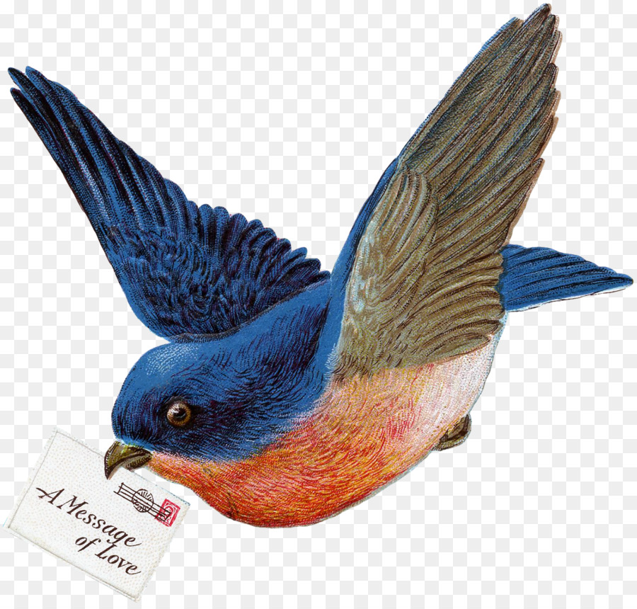 Oiseaux Bleus，Oiseau PNG