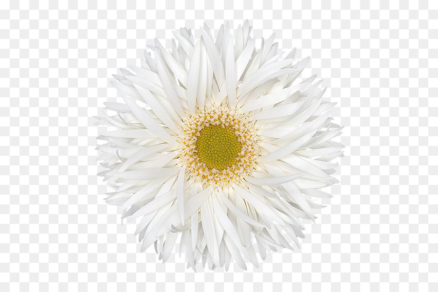 Marguerite Blanche，Marguerite PNG