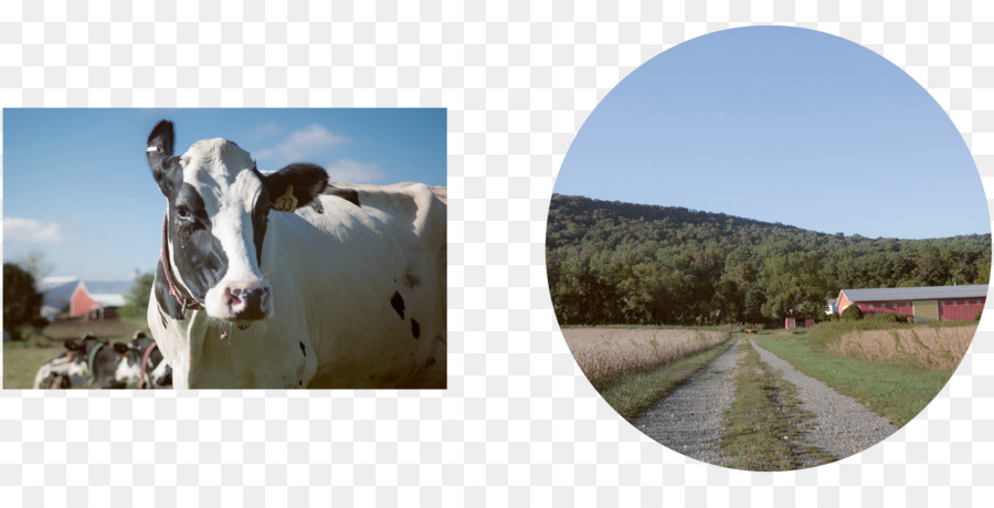 Le Comté De Berks Pennsylvanie，Cheval PNG