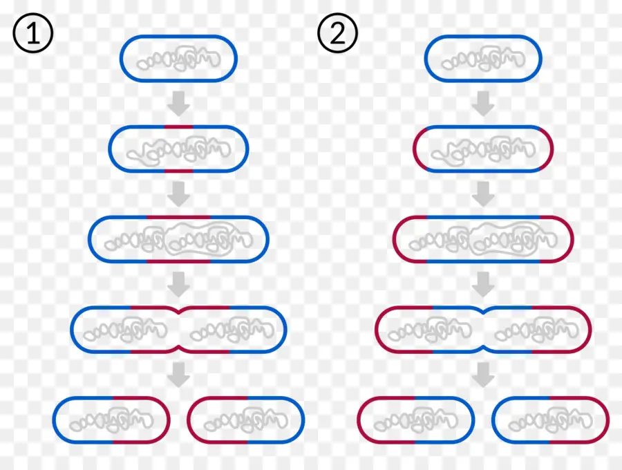 Diagramme，Processus PNG