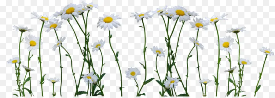 Marguerites，Blanc PNG