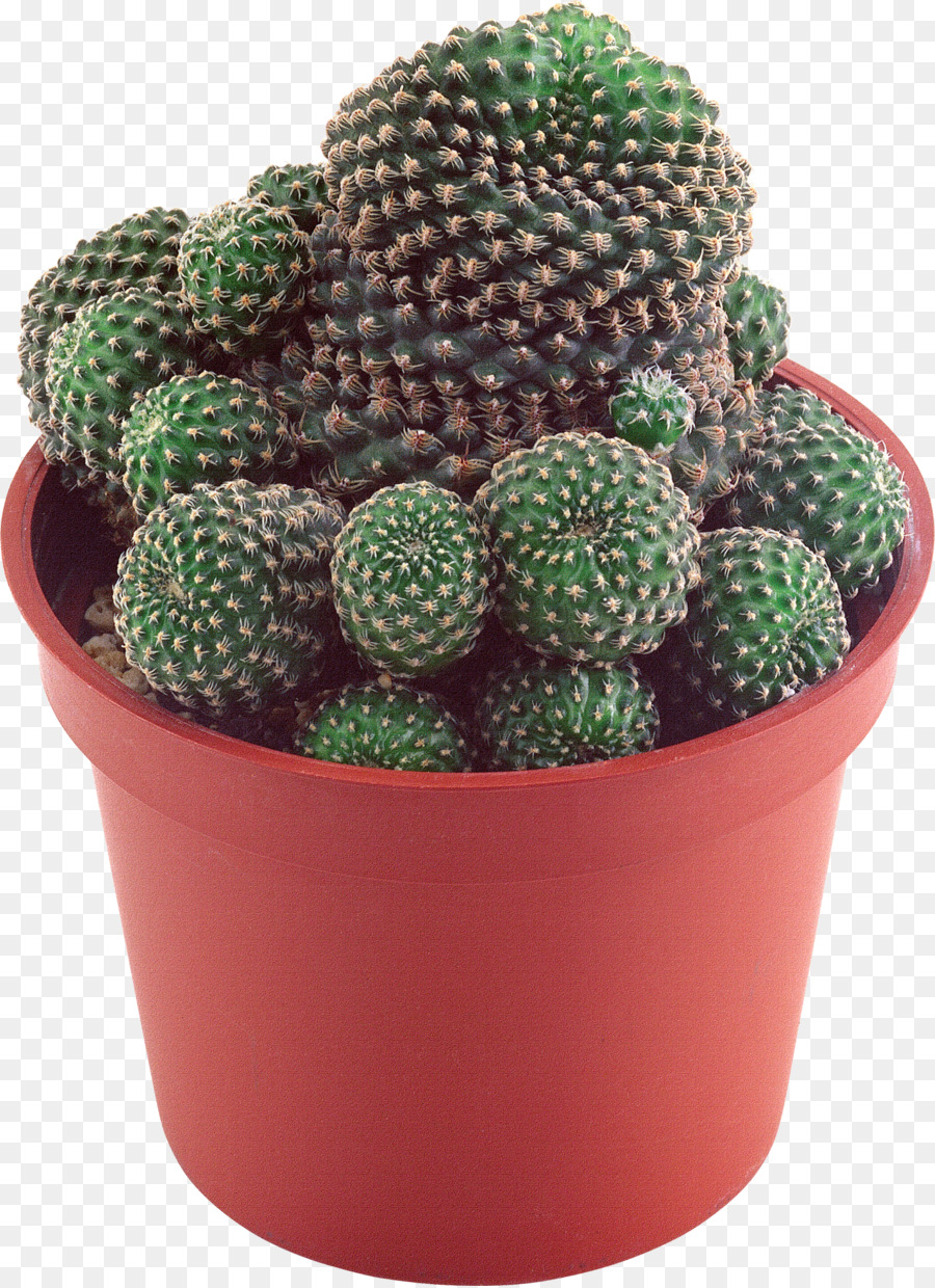 Cactus，Succulent PNG