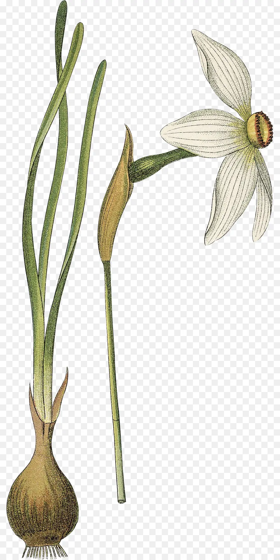 Fleur，Usine PNG