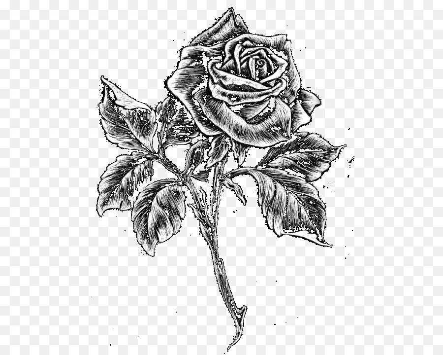 Dessin De Roses，Noir Et Blanc PNG