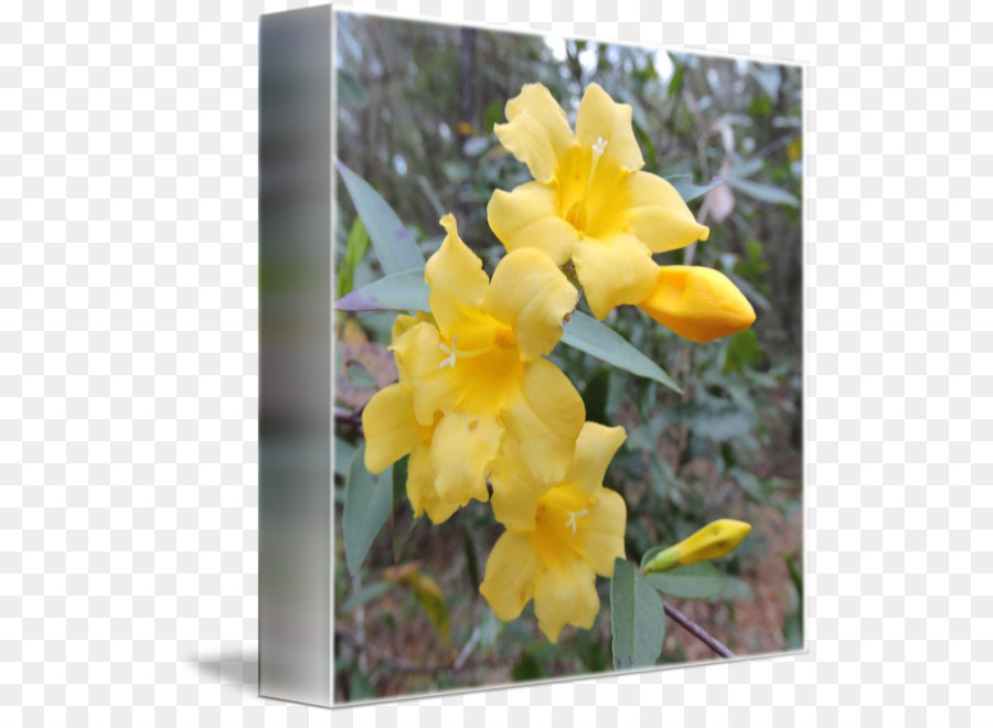 Canne，Dendrobium PNG