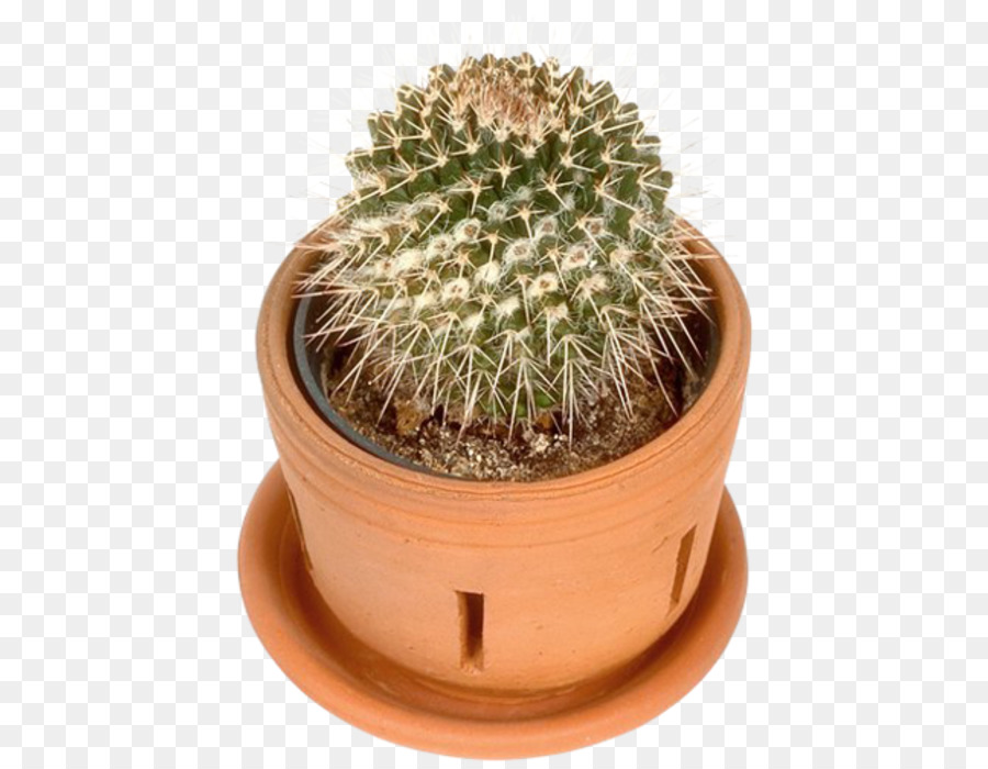 Cactus，Pot PNG