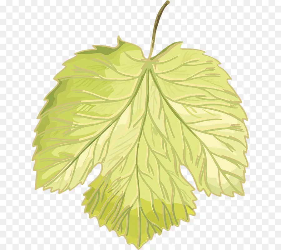 Feuille Verte，Usine PNG