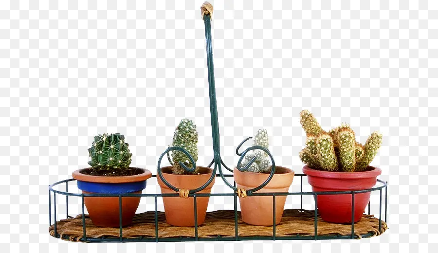 Cactus，Pots PNG