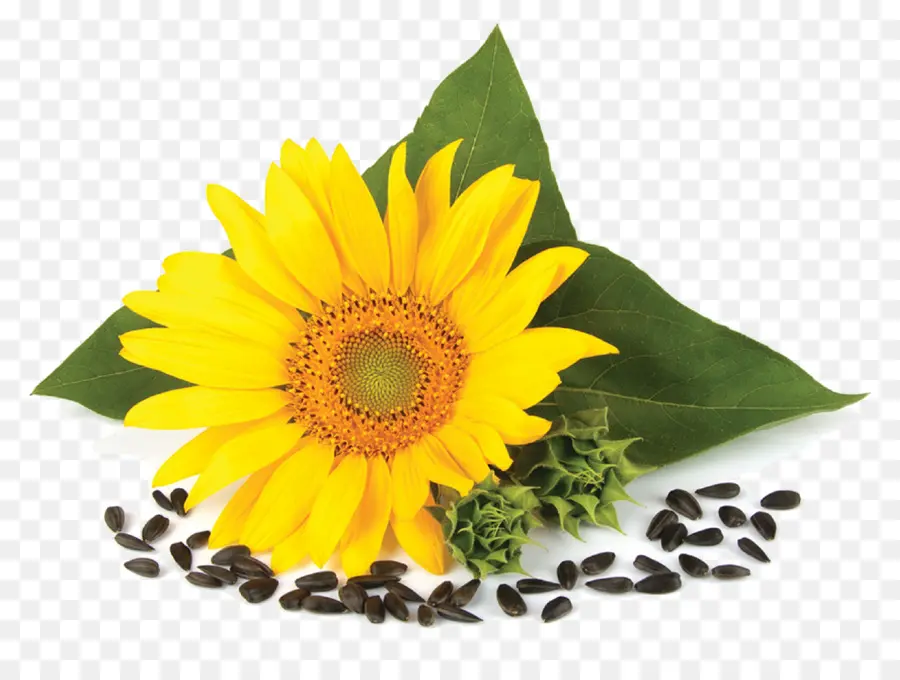 Commune De Tournesol，La Graine De Tournesol PNG