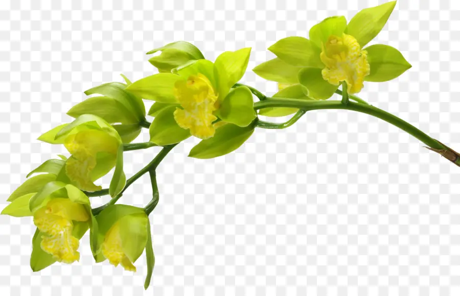 Fleurs Jaunes，Bifurquer PNG